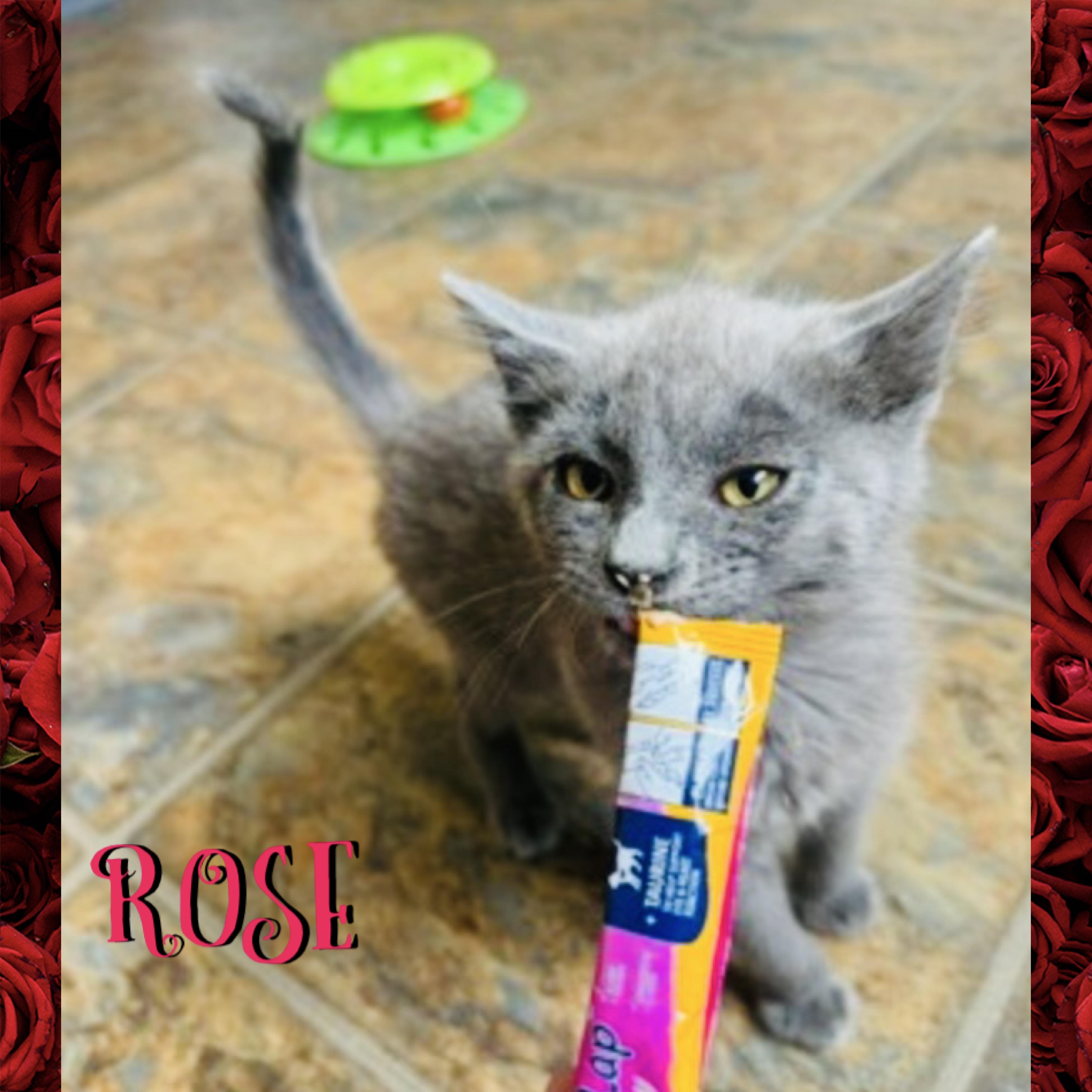 Rose, a ADOPTABLE mixed breed in Red Lodge, MT image 3/3
