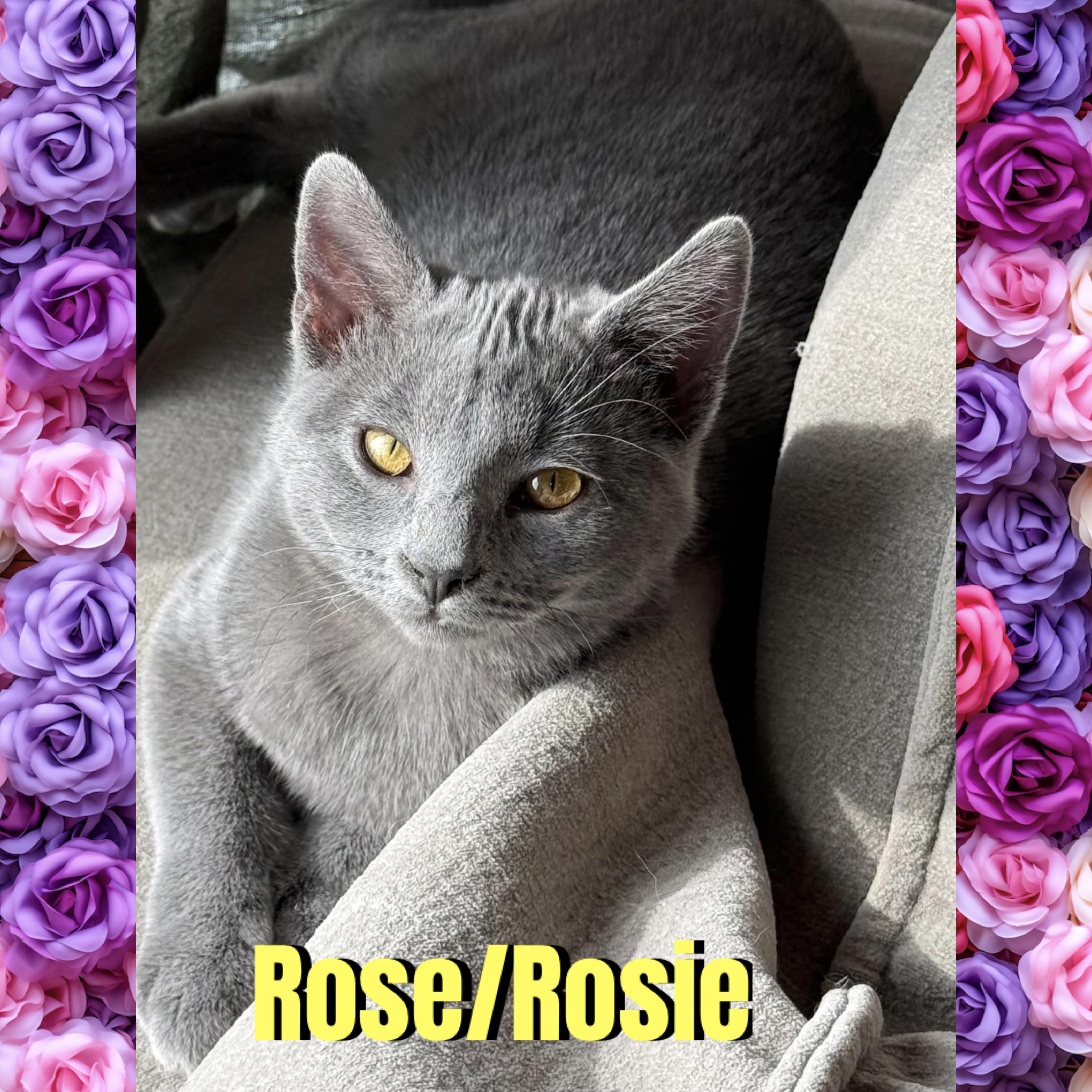 Enlarge Rose/Rosie, a Adoptable mixed breed in Red Lodge, MT image 3/5