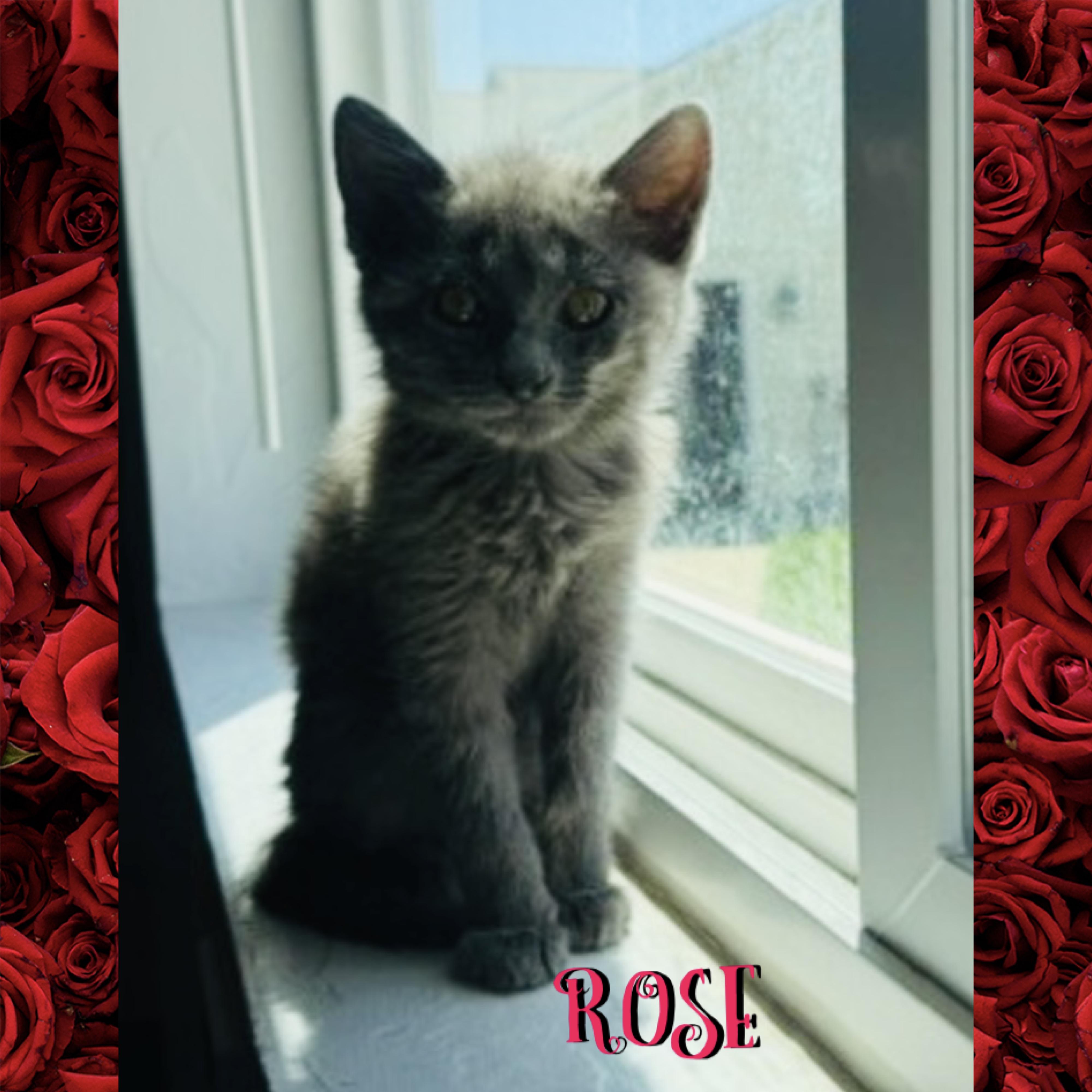 Rose, a ADOPTABLE mixed breed in Red Lodge, MT image 1/3