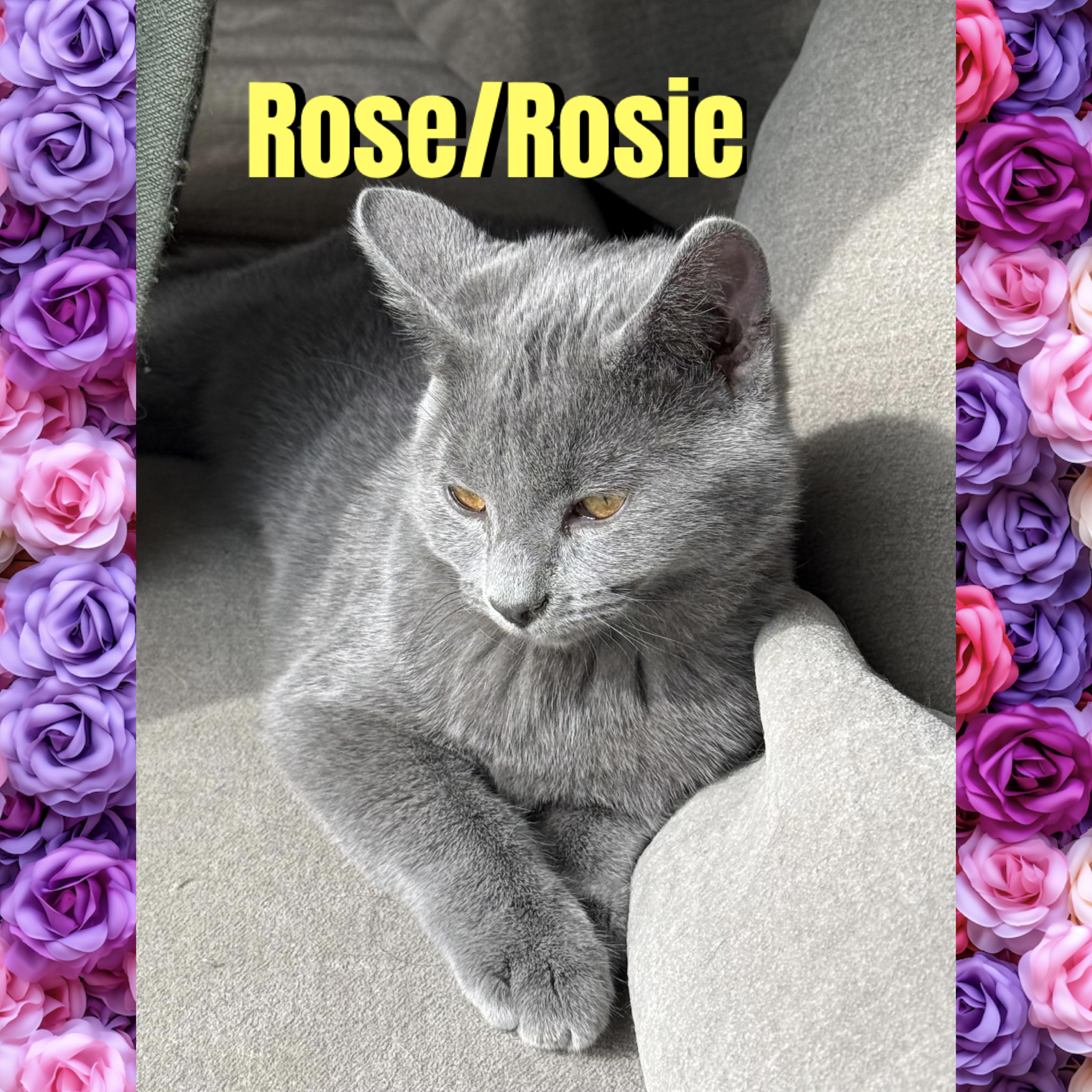 Enlarge Rose/Rosie, a Adoptable mixed breed in Red Lodge, MT image 2/5