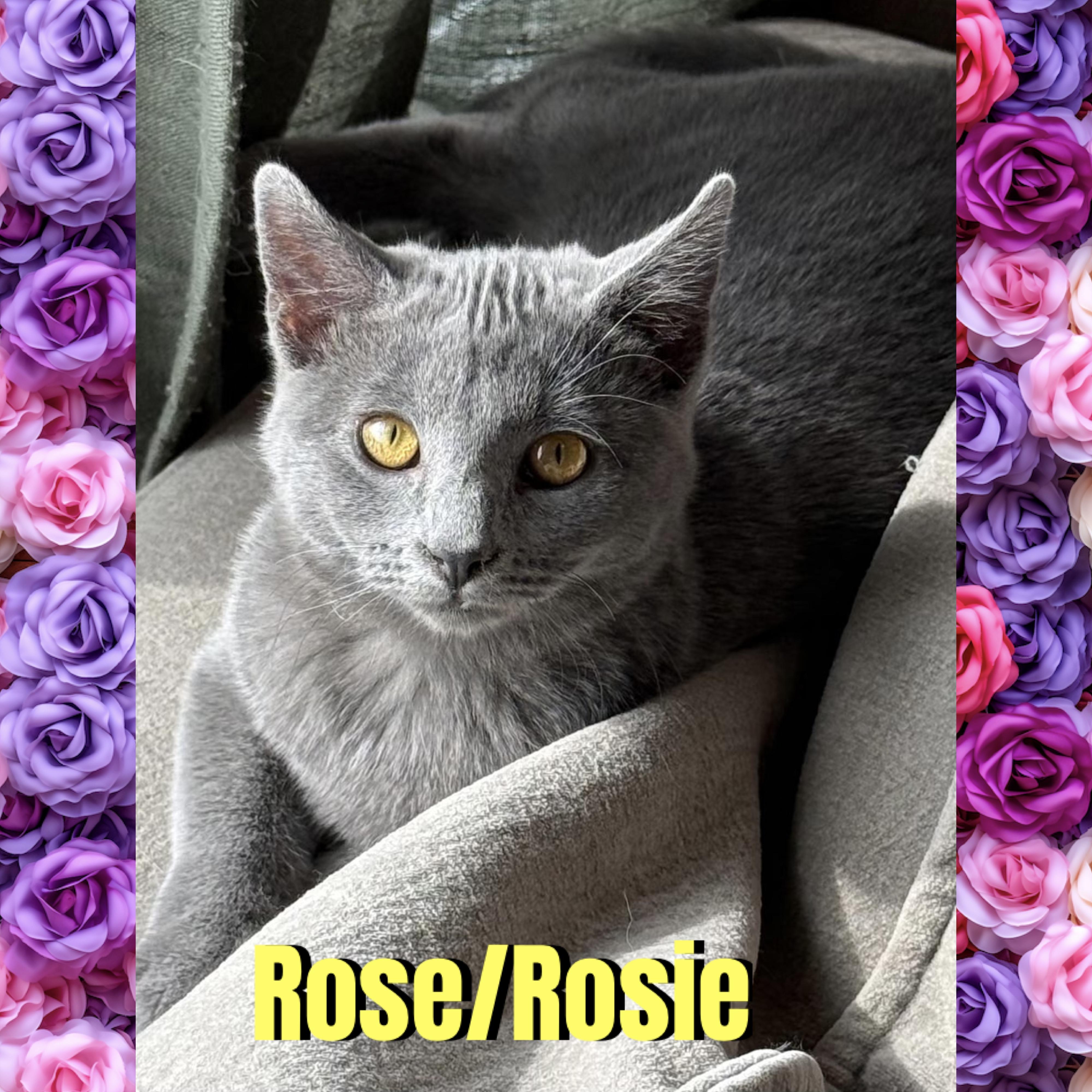 Rose/Rosie, Adoptable, Kitten Female Domestic Short Hair.