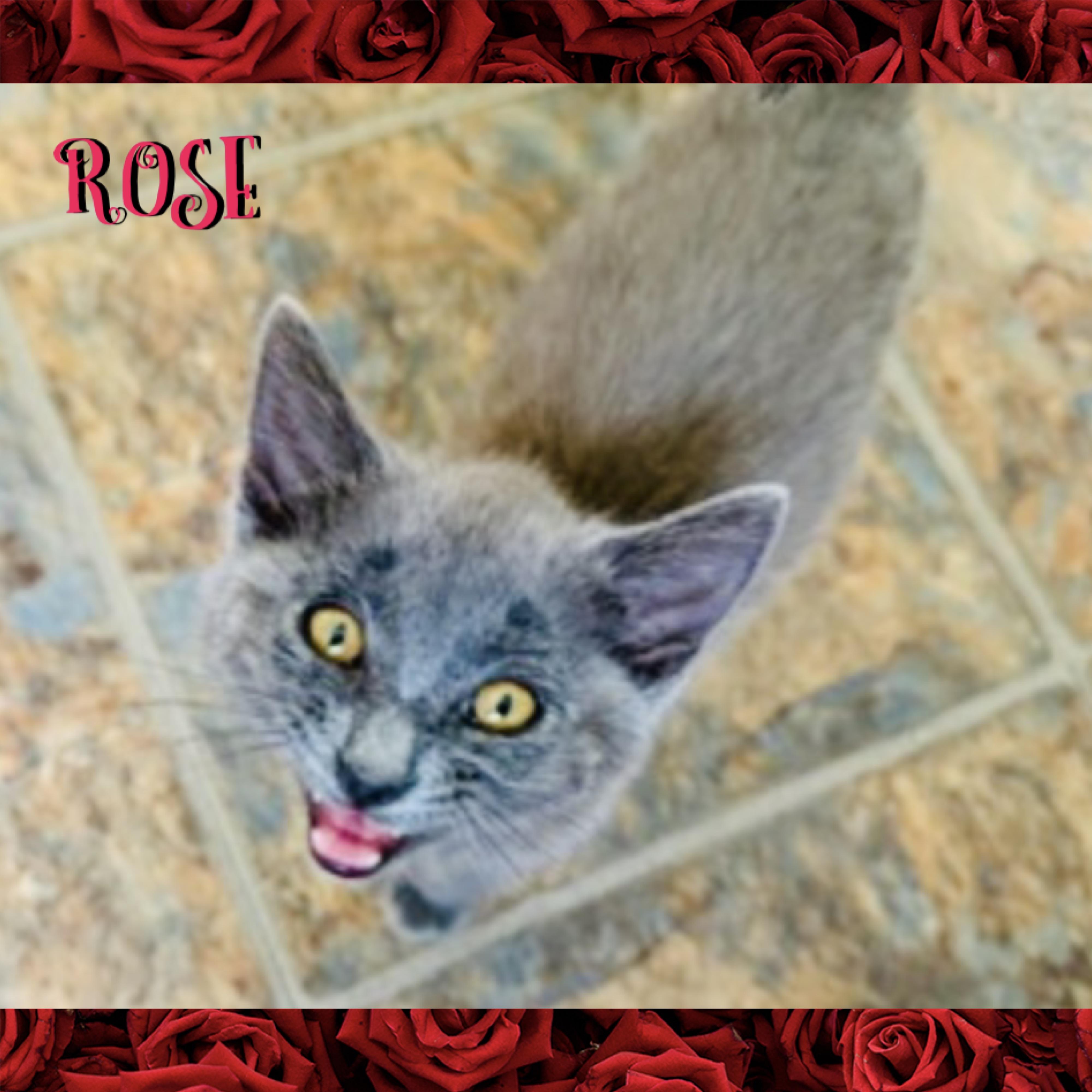 Rose, a ADOPTABLE mixed breed in Red Lodge, MT image 2/3