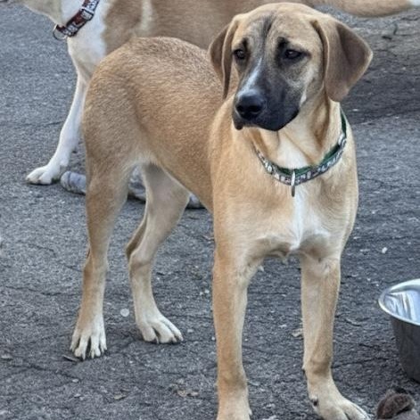 Kayla (FEE SPONSORED), a Adoptable mixed breed in Portland, ME image 2/5