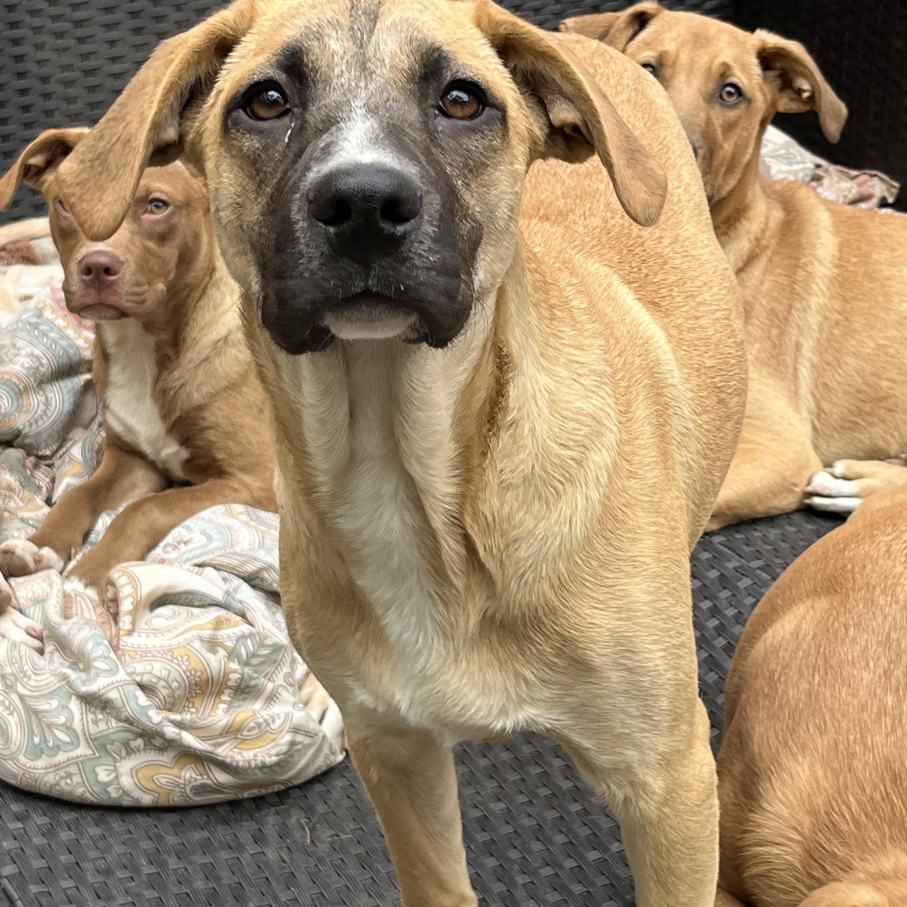 Kayla (FEE SPONSORED), a Adoptable mixed breed in Portland, ME image 5/5