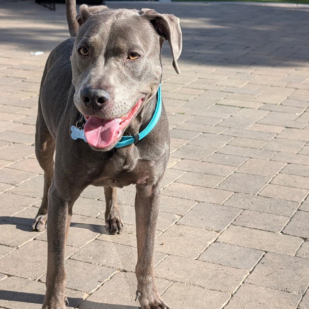 Enlarge Woodson (C000-696) - City of Industry Location, a Adoptable mixed breed in Chino Hills, CA image 1/6