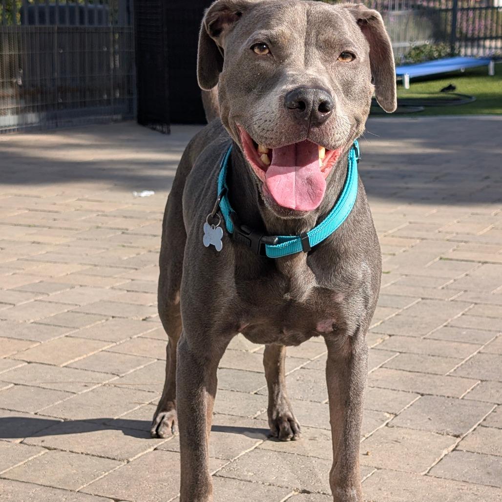 Enlarge Woodson (C000-696) - City of Industry Location, a Adoptable mixed breed in Chino Hills, CA image 2/6