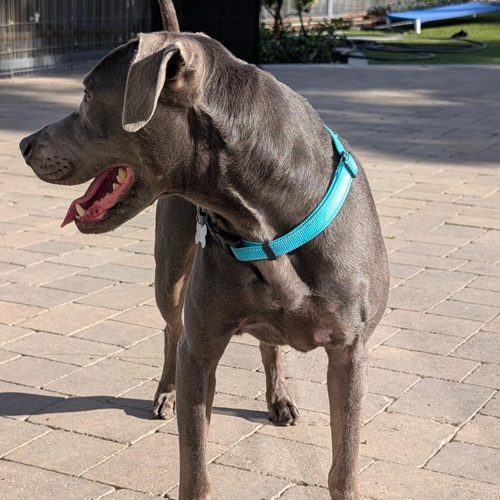 Enlarge Woodson (C000-696) - City of Industry Location, a Adoptable mixed breed in Chino Hills, CA image 3/6