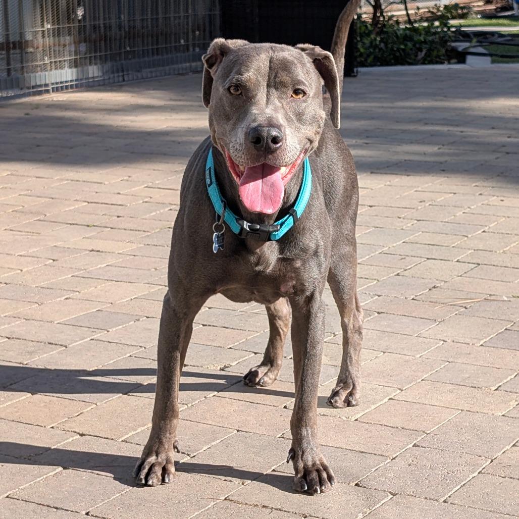 Enlarge Woodson (C000-696) - City of Industry Location, a Adoptable mixed breed in Chino Hills, CA image 4/6