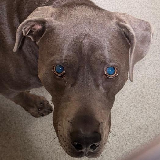 Enlarge Woodson (C000-696) - City of Industry Location, a Adoptable mixed breed in Chino Hills, CA image 5/6