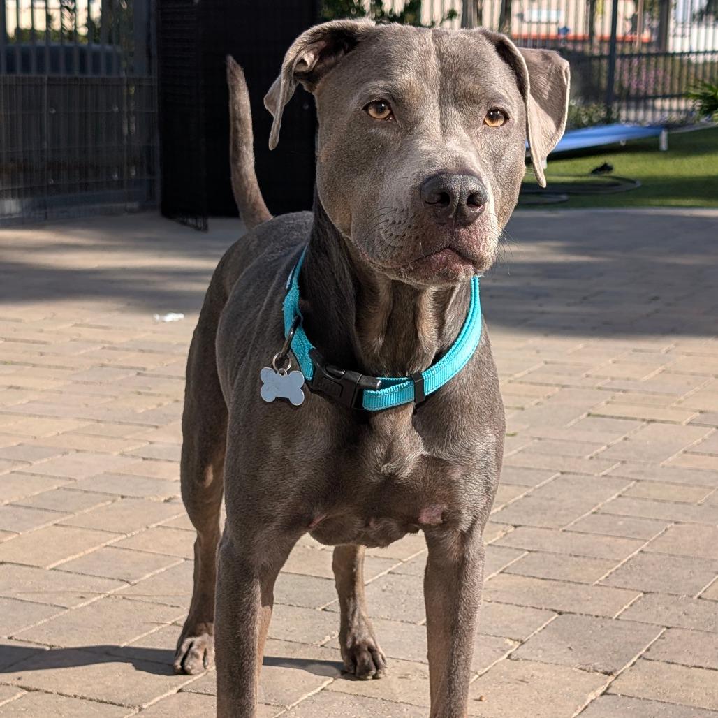 Enlarge Woodson (C000-696) - City of Industry Location, a Adoptable mixed breed in Chino Hills, CA image 6/6