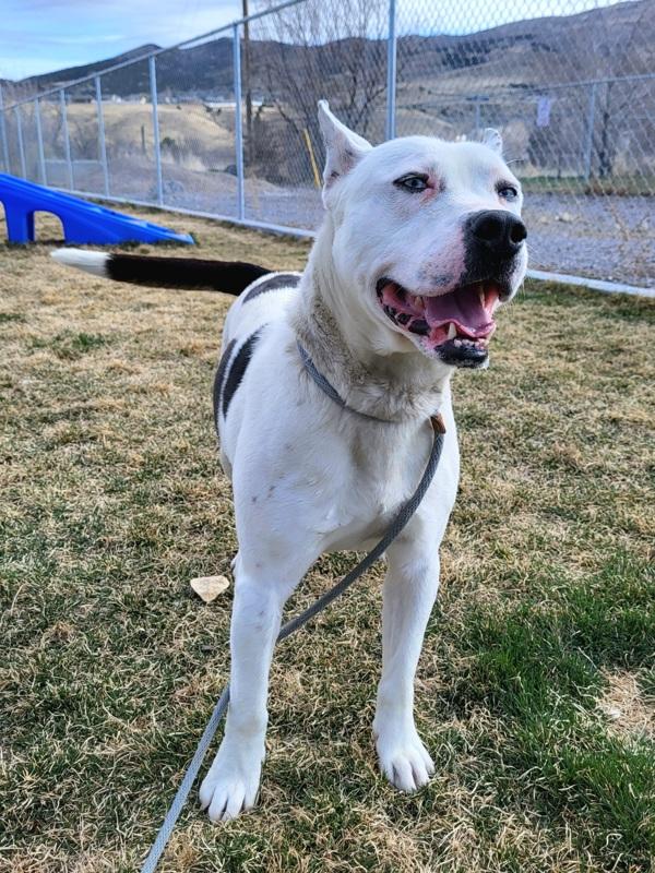 Draco. 45955, Adoptable, Adult Male Pit Bull Terrier & Siberian Husky.