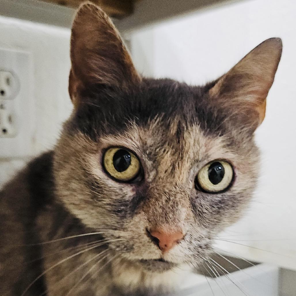 Enlarge Mama Sita (C000-719) - Costa Mesa Location, a Adoptable Domestic Short Hair in Chino Hills, CA image 1/2