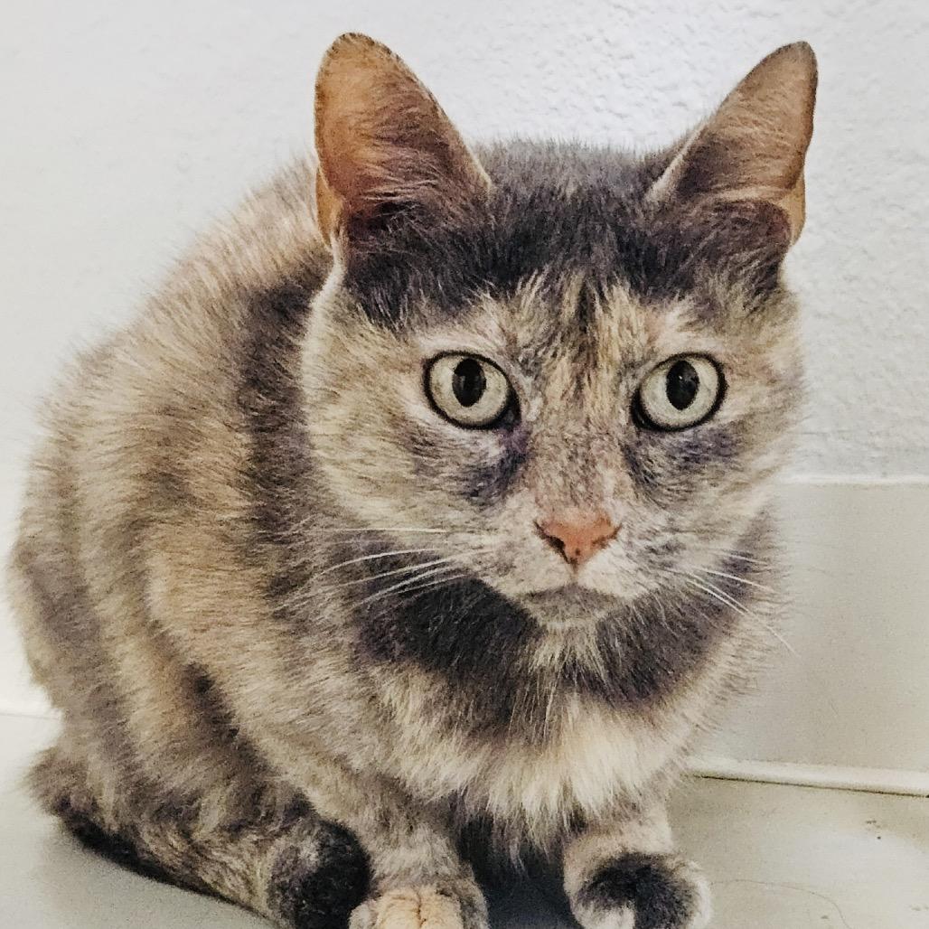 Enlarge Mama Sita (C000-719) - Costa Mesa Location, a Adoptable Domestic Short Hair in Chino Hills, CA image 2/2