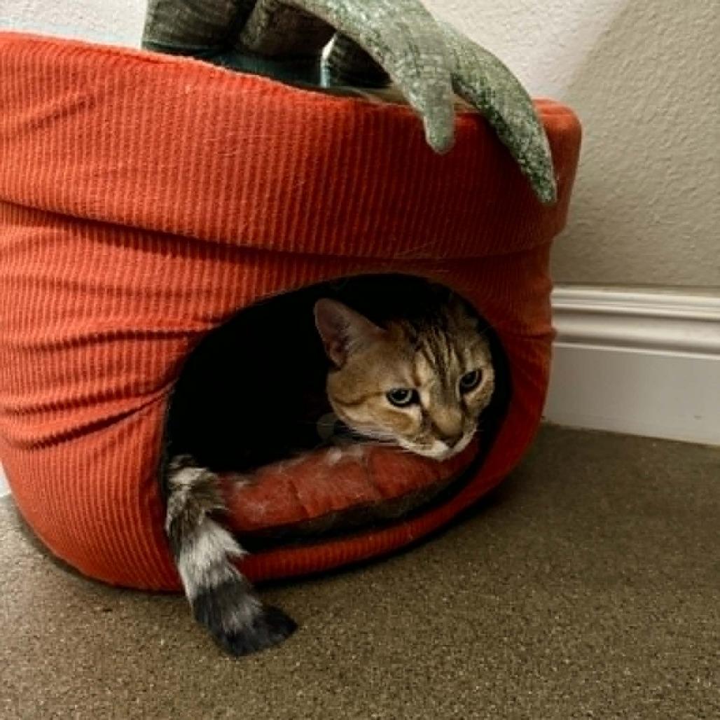 Gracie, a Adoptable American Shorthair in Ramona, CA image 1/4