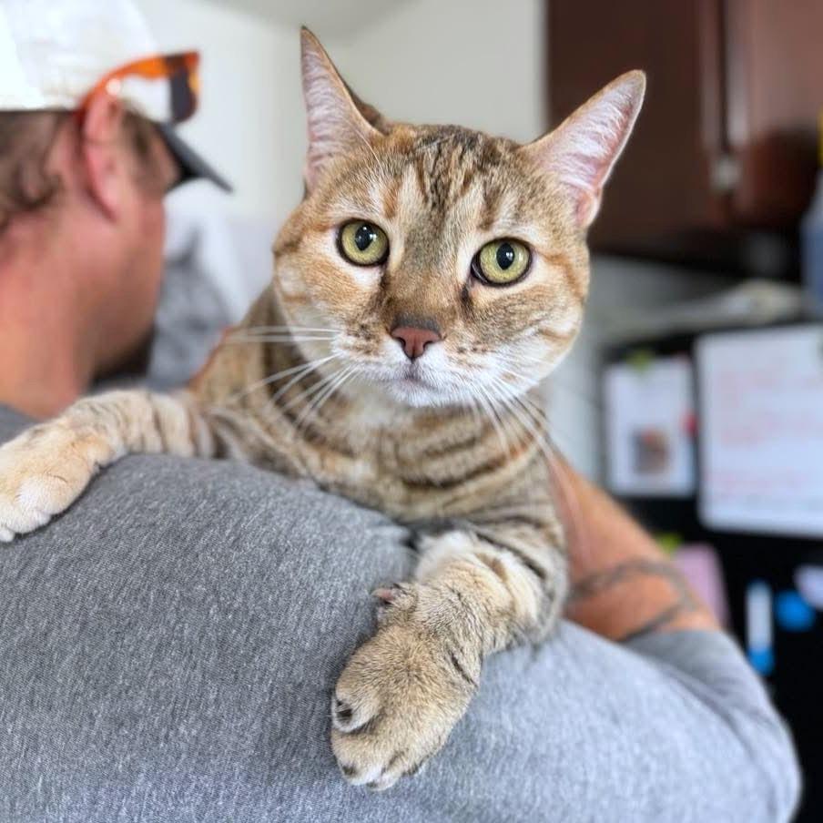 Gracie, a Adoptable American Shorthair in Ramona, CA image 2/4
