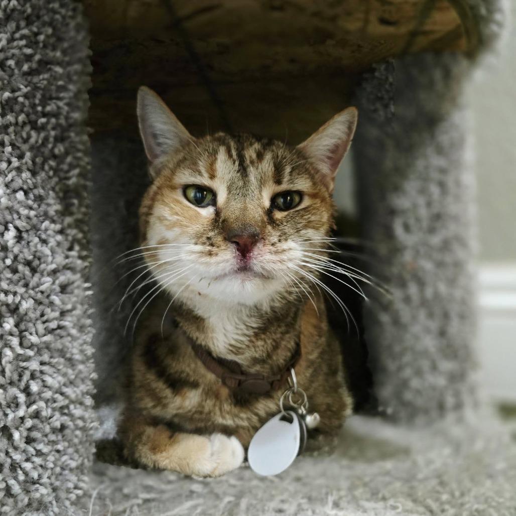 Gracie, a Adoptable American Shorthair in Ramona, CA image 3/4