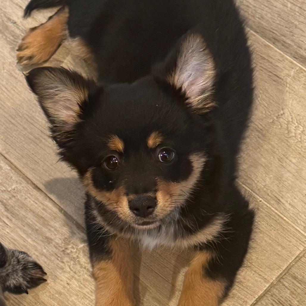 Tito Burrito, Adoptable, Young Male Corgi & Chihuahua.