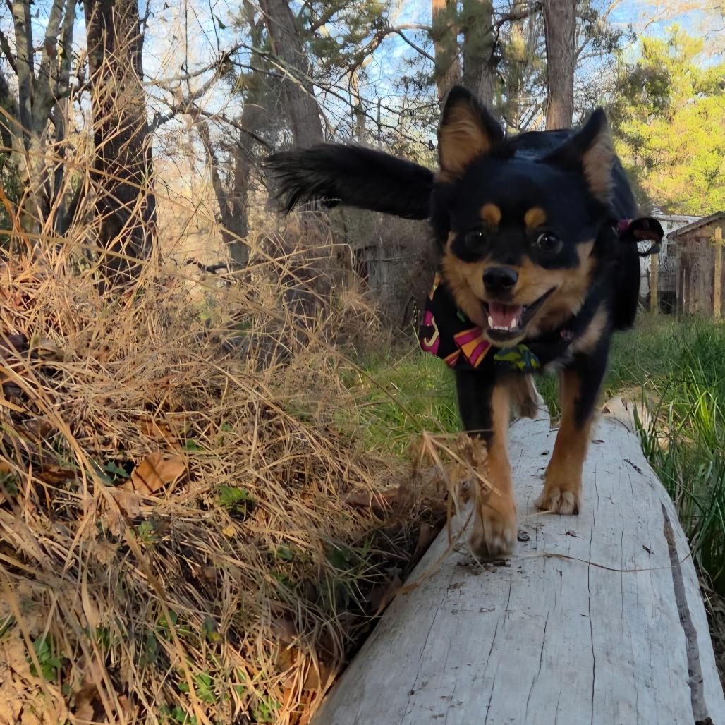 Enlarge Tito Burrito, a Adoptable mixed breed in Missouri City, TX image 2/6