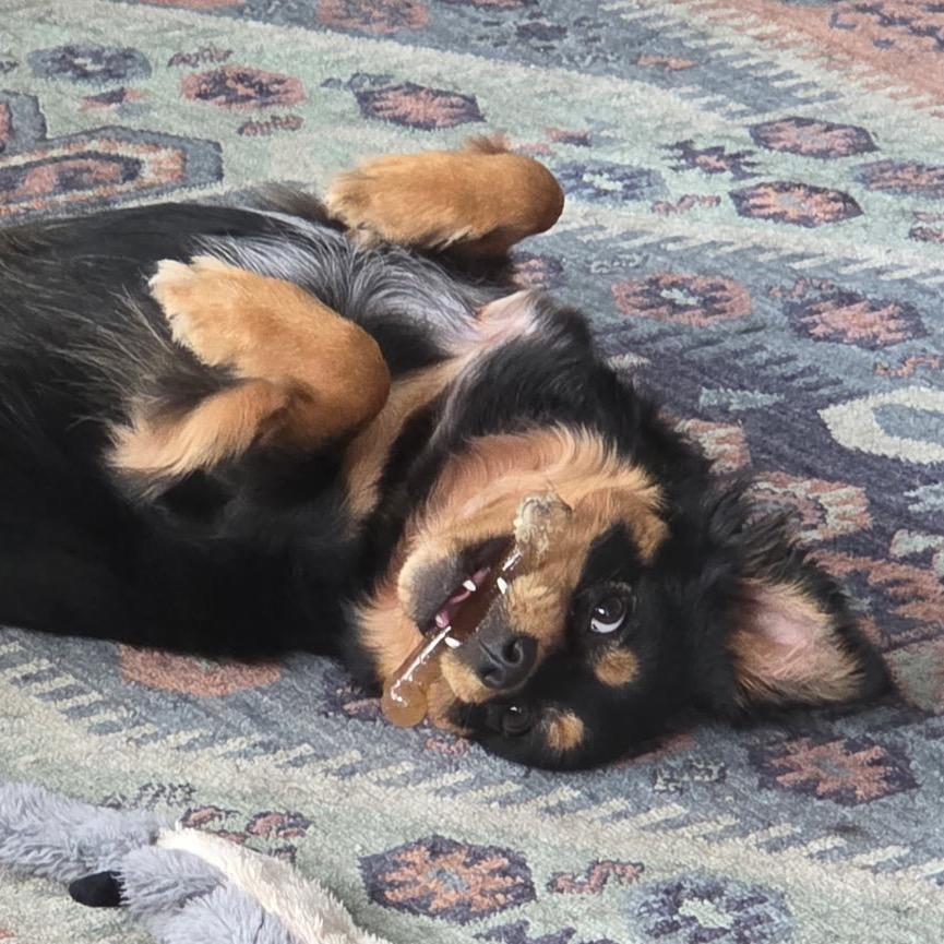 Enlarge Tito Burrito, a Adoptable mixed breed in Missouri City, TX image 3/6