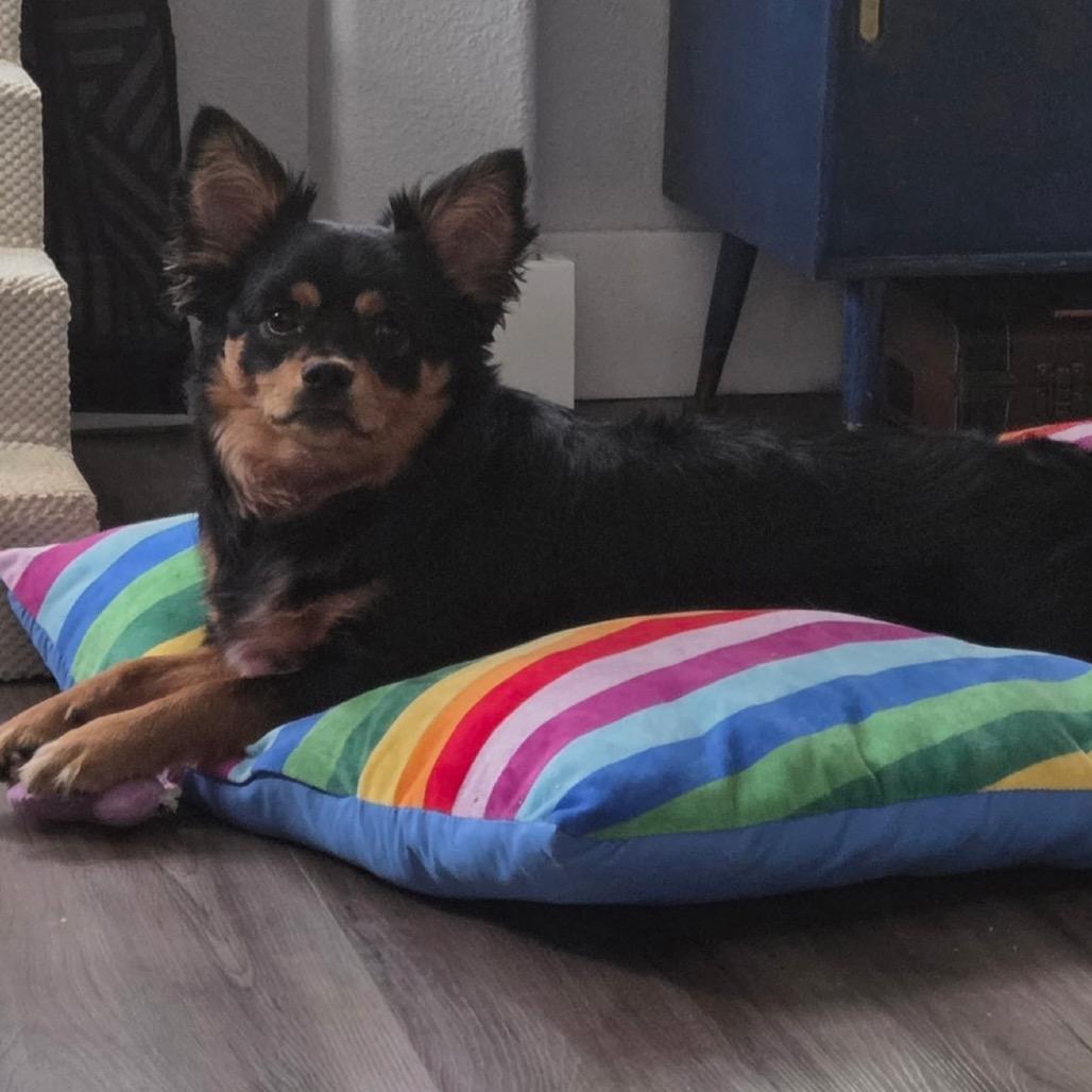 Enlarge Tito Burrito, a Adoptable mixed breed in Missouri City, TX image 5/6