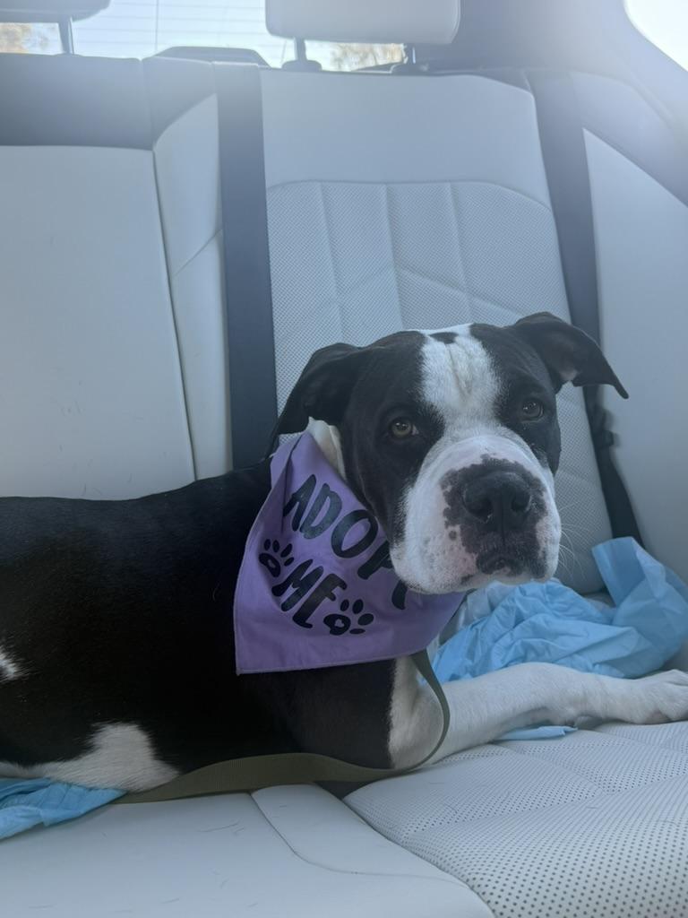 Enlarge Dottie, a ADOPTABLE mixed breed in Lakeside, CA image 3/4