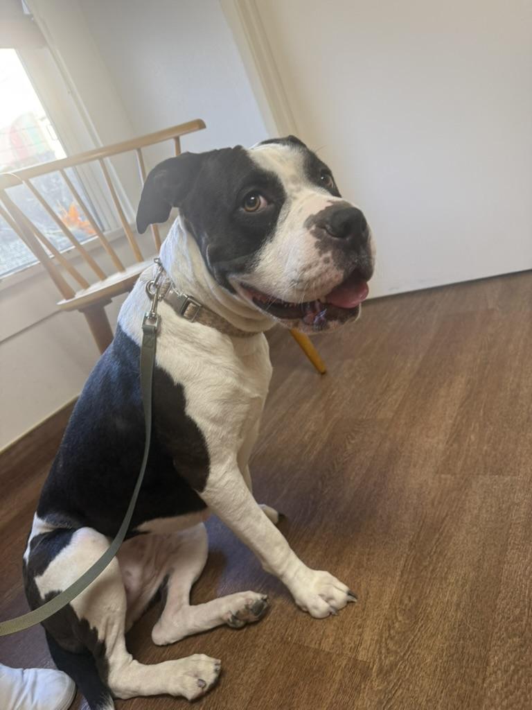 Enlarge Dottie, a ADOPTABLE mixed breed in Lakeside, CA image 4/4