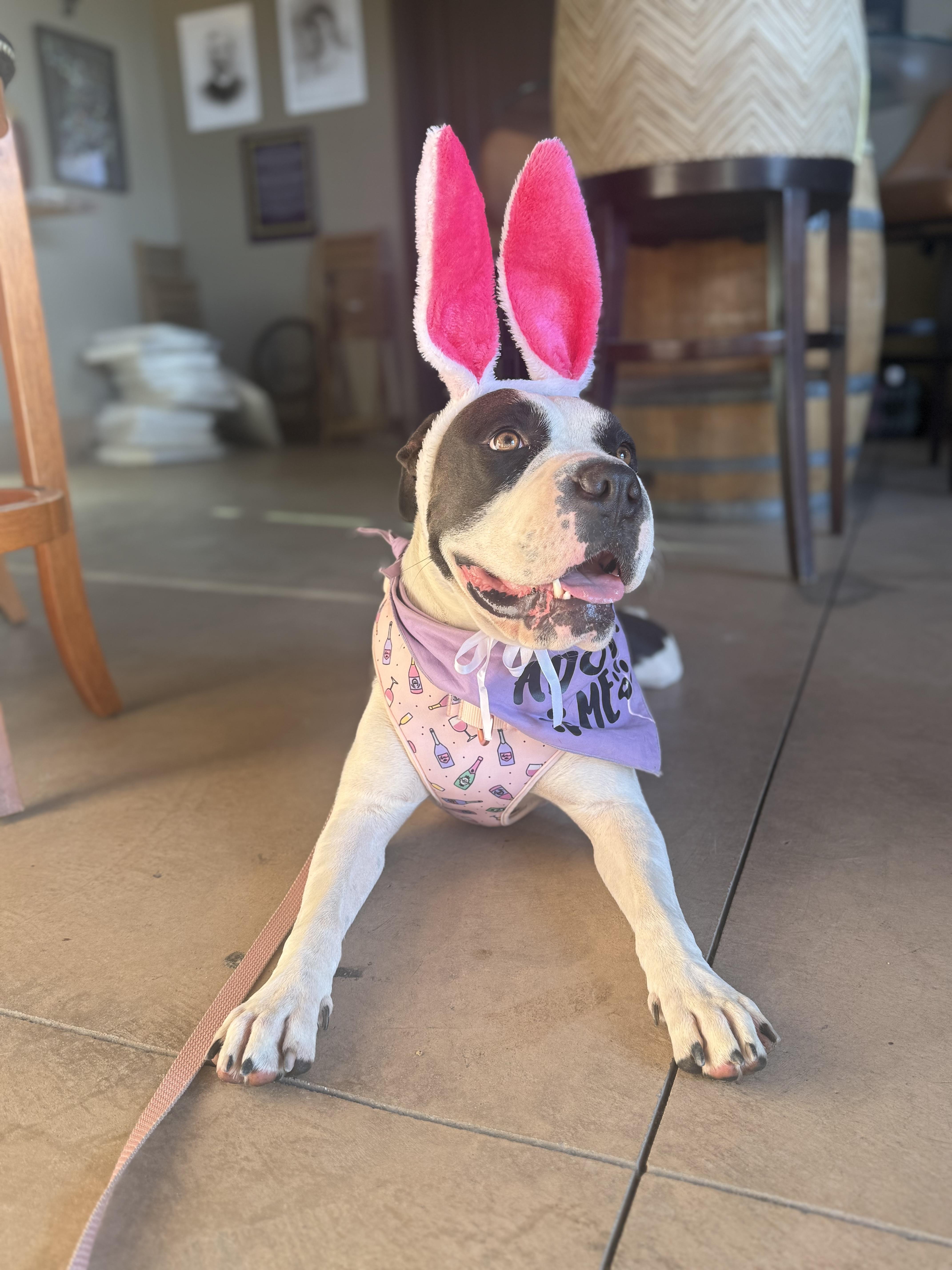 Enlarge Dottie, an adopted mixed breed in Lakeside, CA image 5/6