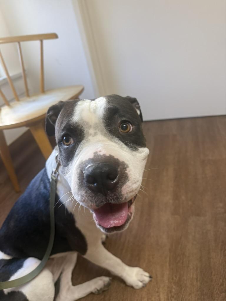 Enlarge Dottie, a ADOPTABLE mixed breed in Lakeside, CA image 2/4