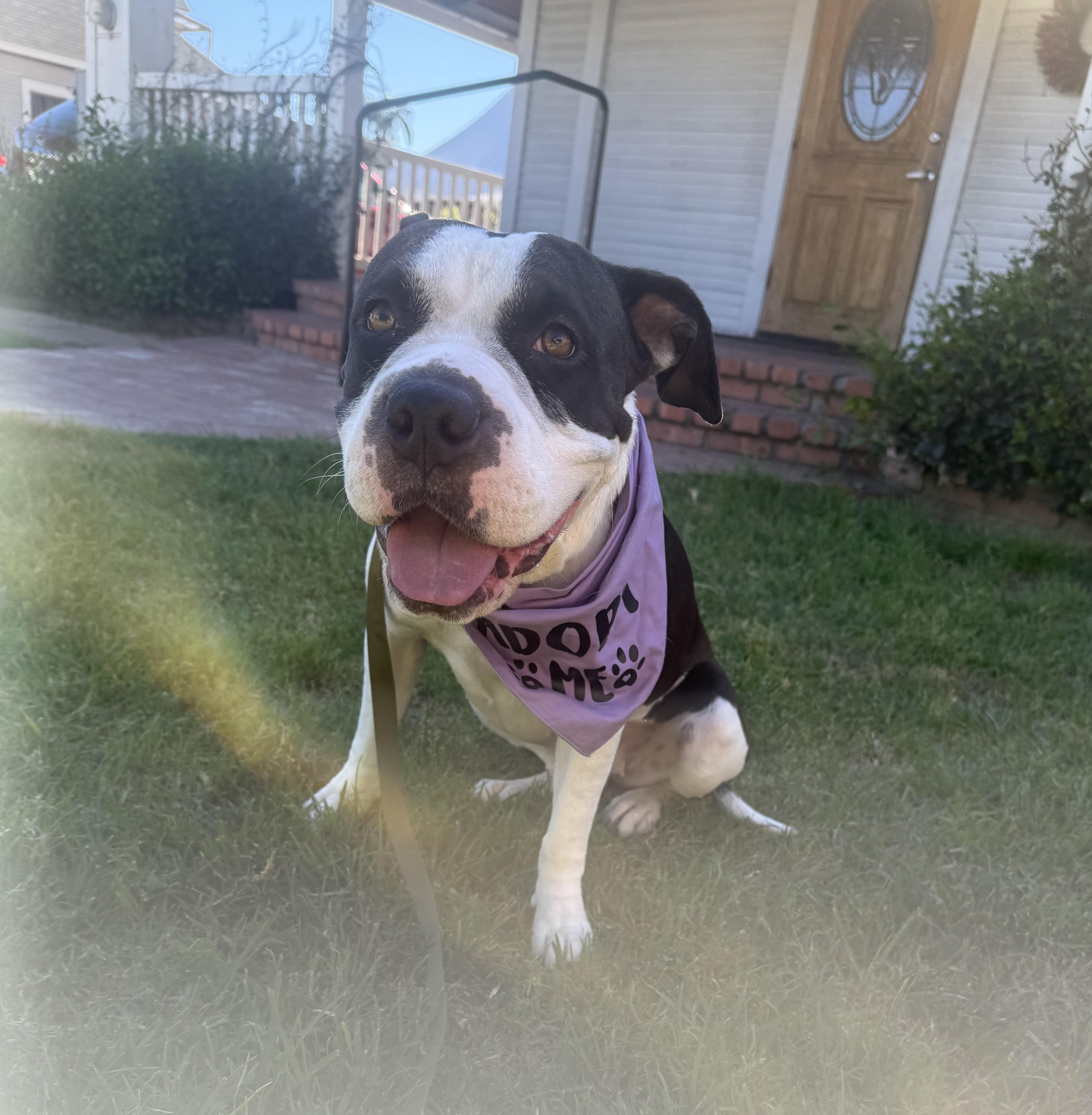 Dottie, ADOPTABLE, Adult Female American Bulldog.