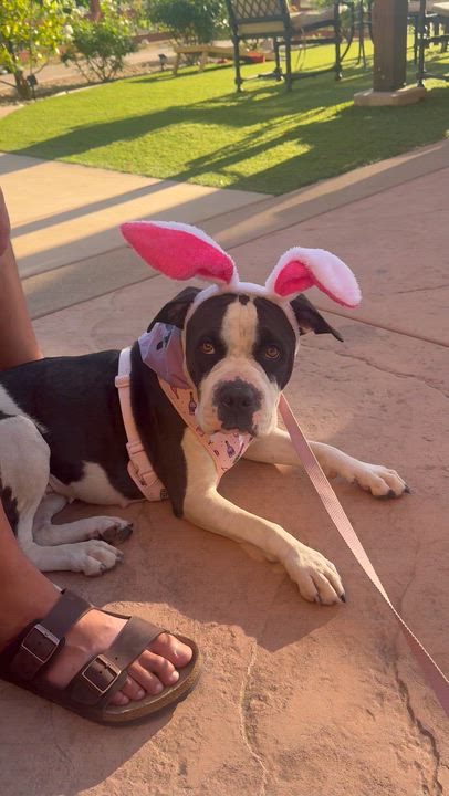 Enlarge Dottie, an adopted mixed breed in Lakeside, CA video 6/6