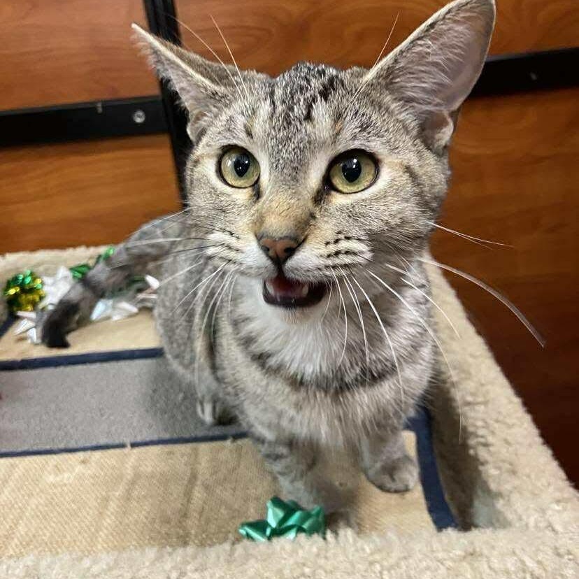 Gracie, an adopted Tabby in Memphis, TN image 4/5