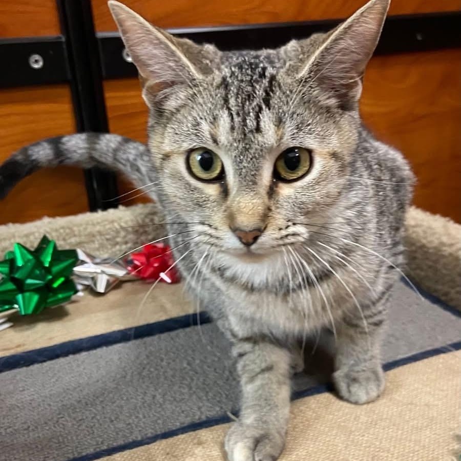 Gracie, an adopted Tabby in Memphis, TN image 1/5