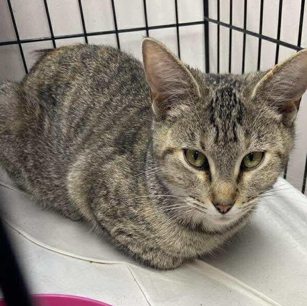 Gracie, an adopted Tabby in Memphis, TN image 3/5