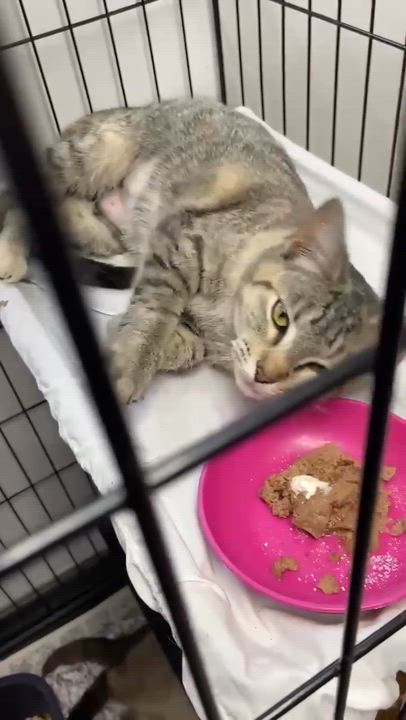 Enlarge Gracie, an adopted Tabby in Memphis, TN video 5/5