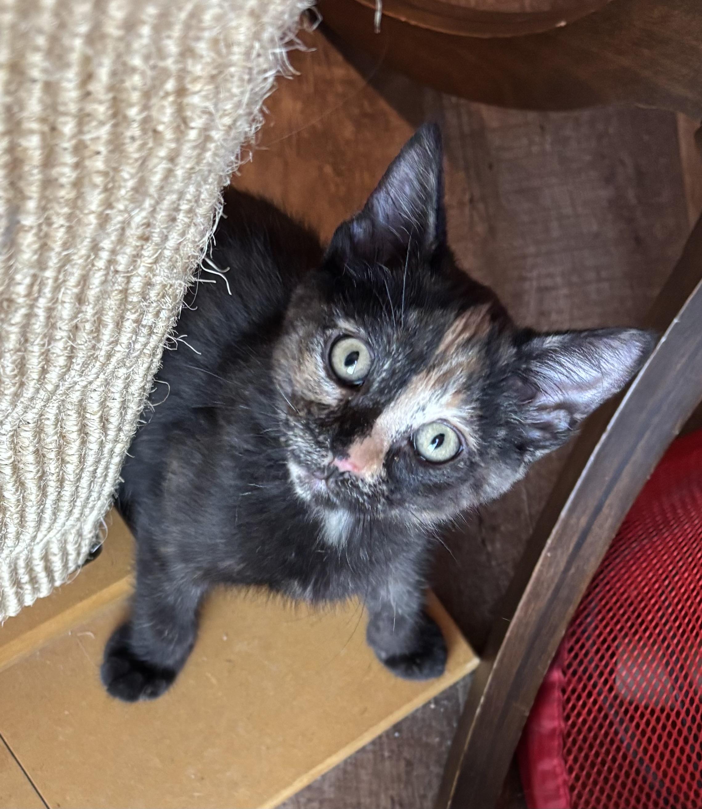 Samoa, a ADOPTABLE Domestic Short Hair in Sierra Vista, AZ image 2/2