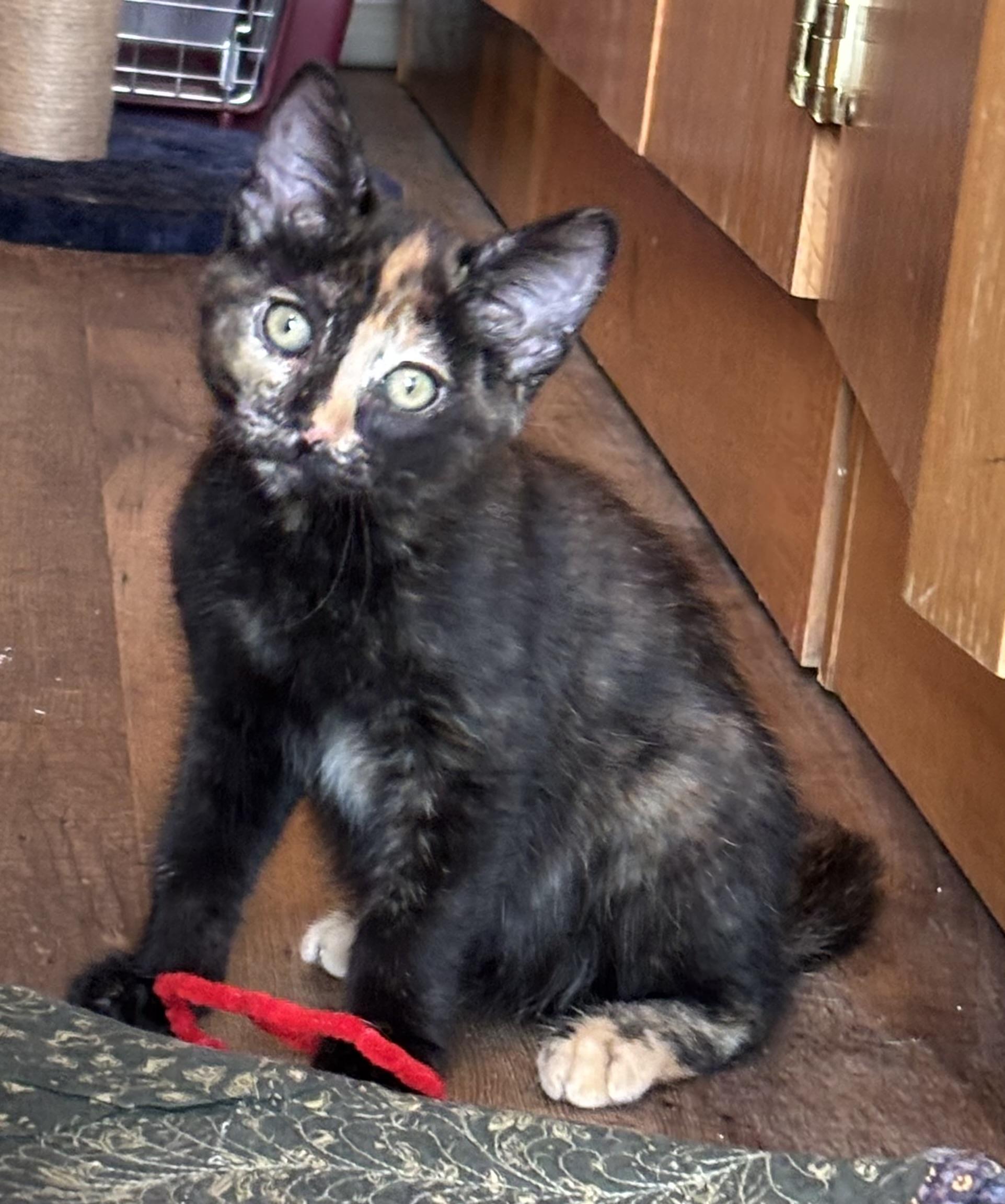 Samoa, ADOPTABLE, Young Female Domestic Short Hair.