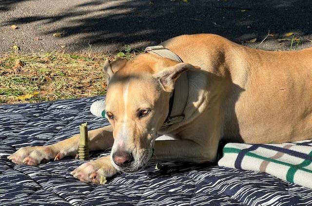 Coco, Adoptable, Adult Female Great Dane.