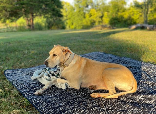 Enlarge Coco, a Adoptable mixed breed in South Charleston, OH image 3/3