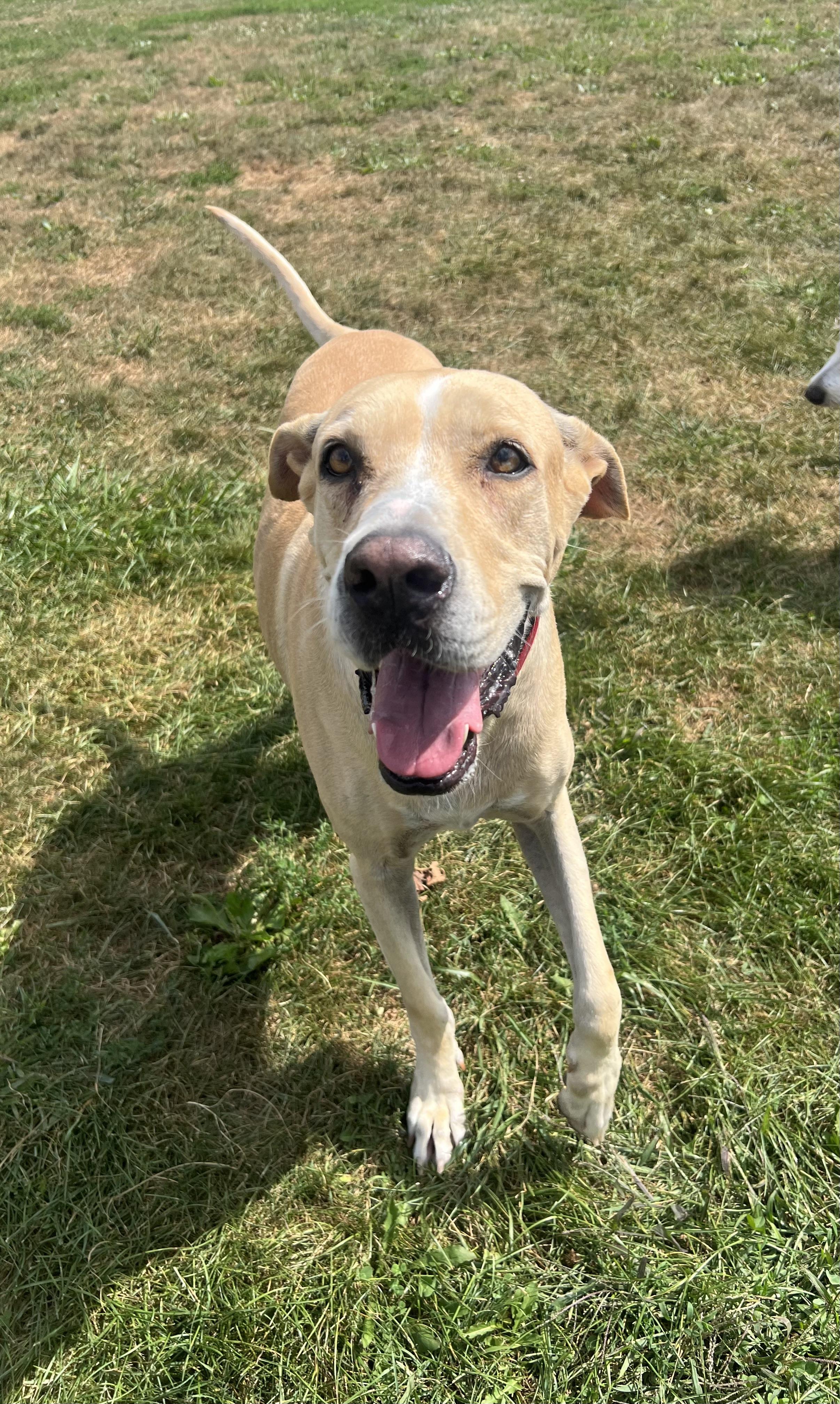 Enlarge Coco, a Adoptable mixed breed in South Charleston, OH image 2/3