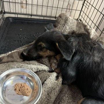 Bubbles, Adoptable, Puppy Female German Shepherd Dog.