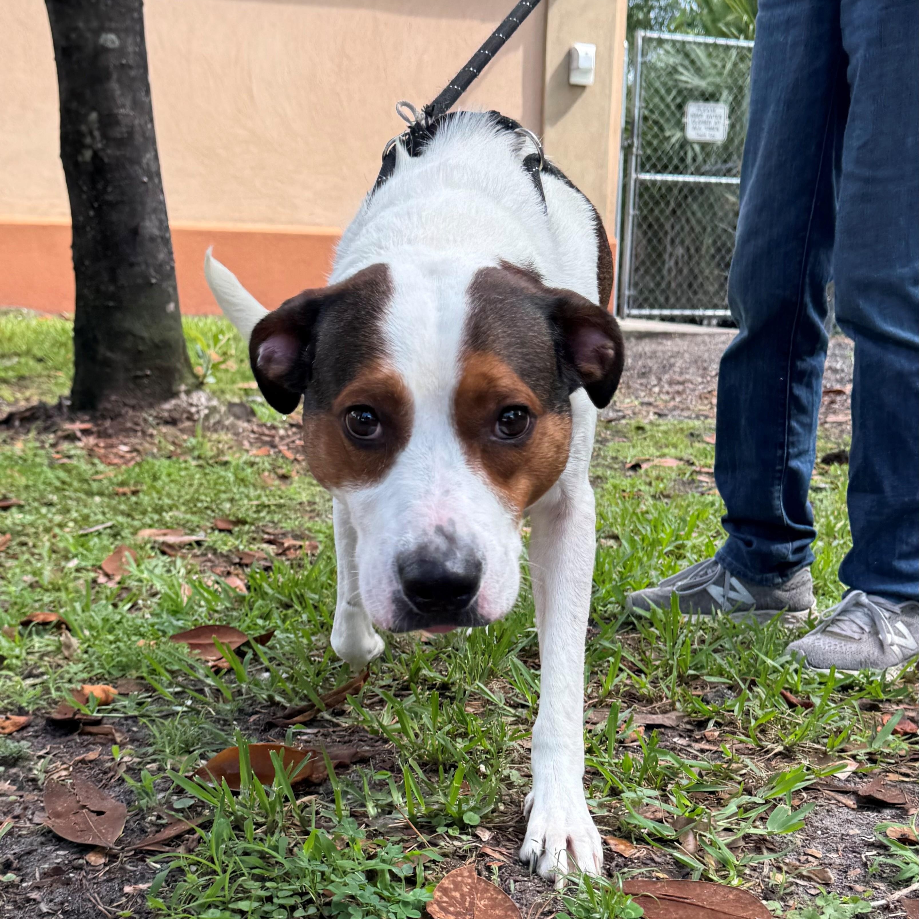 Enlarge Noodle, a ADOPTABLE mixed breed in St. Augustine, FL image 2/3