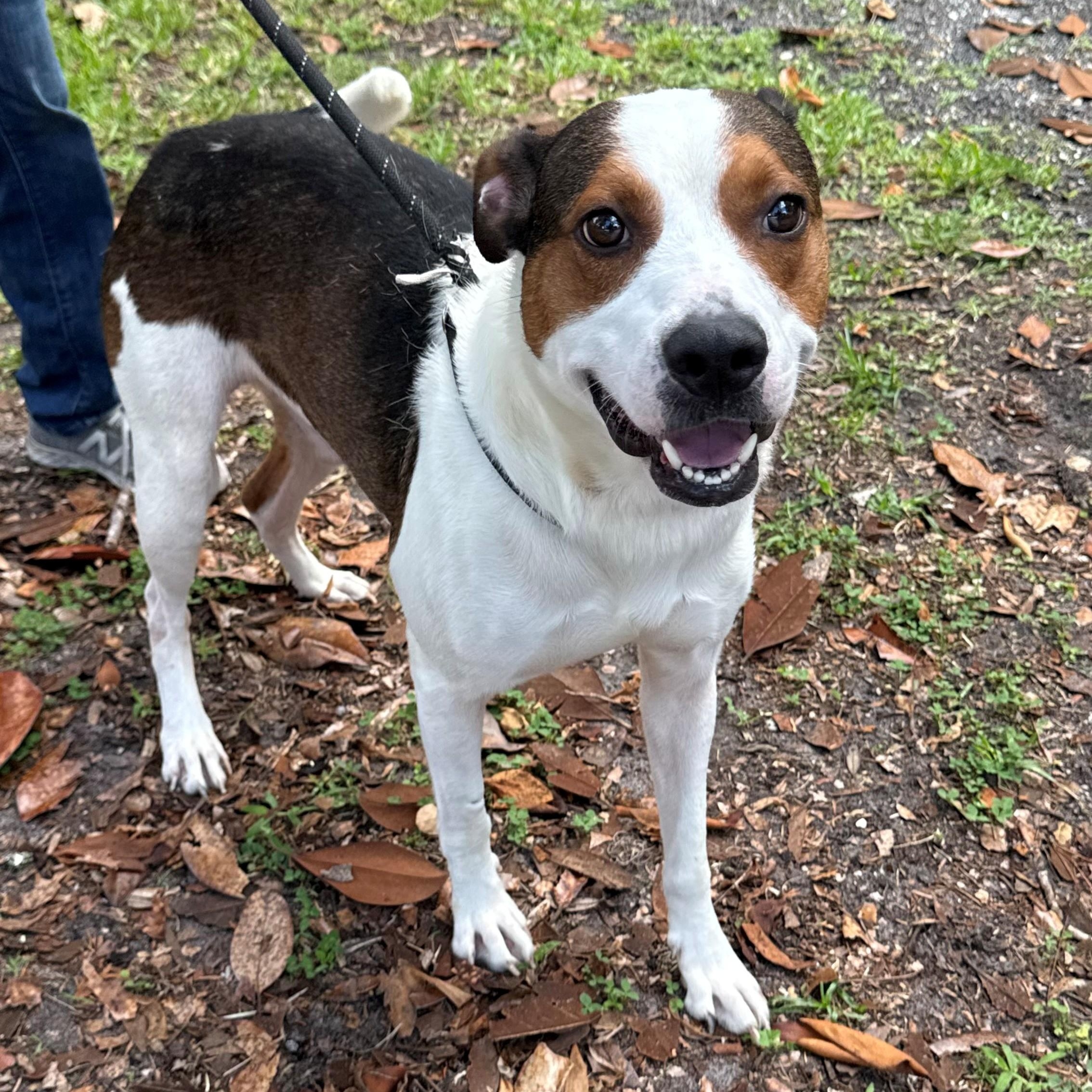Enlarge Noodle, a ADOPTABLE mixed breed in St. Augustine, FL image 3/3