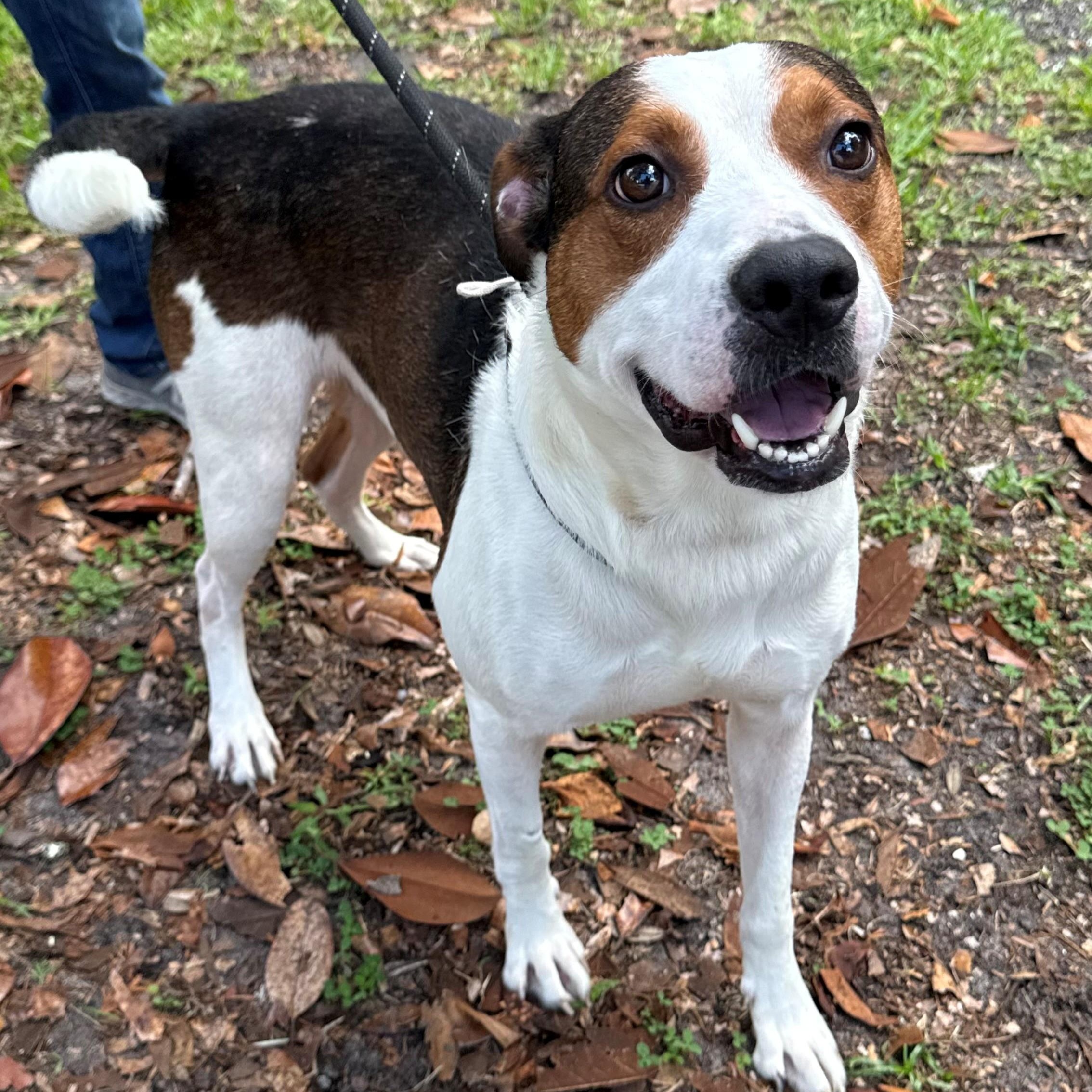 Enlarge Noodle, a ADOPTABLE mixed breed in St. Augustine, FL image 1/3