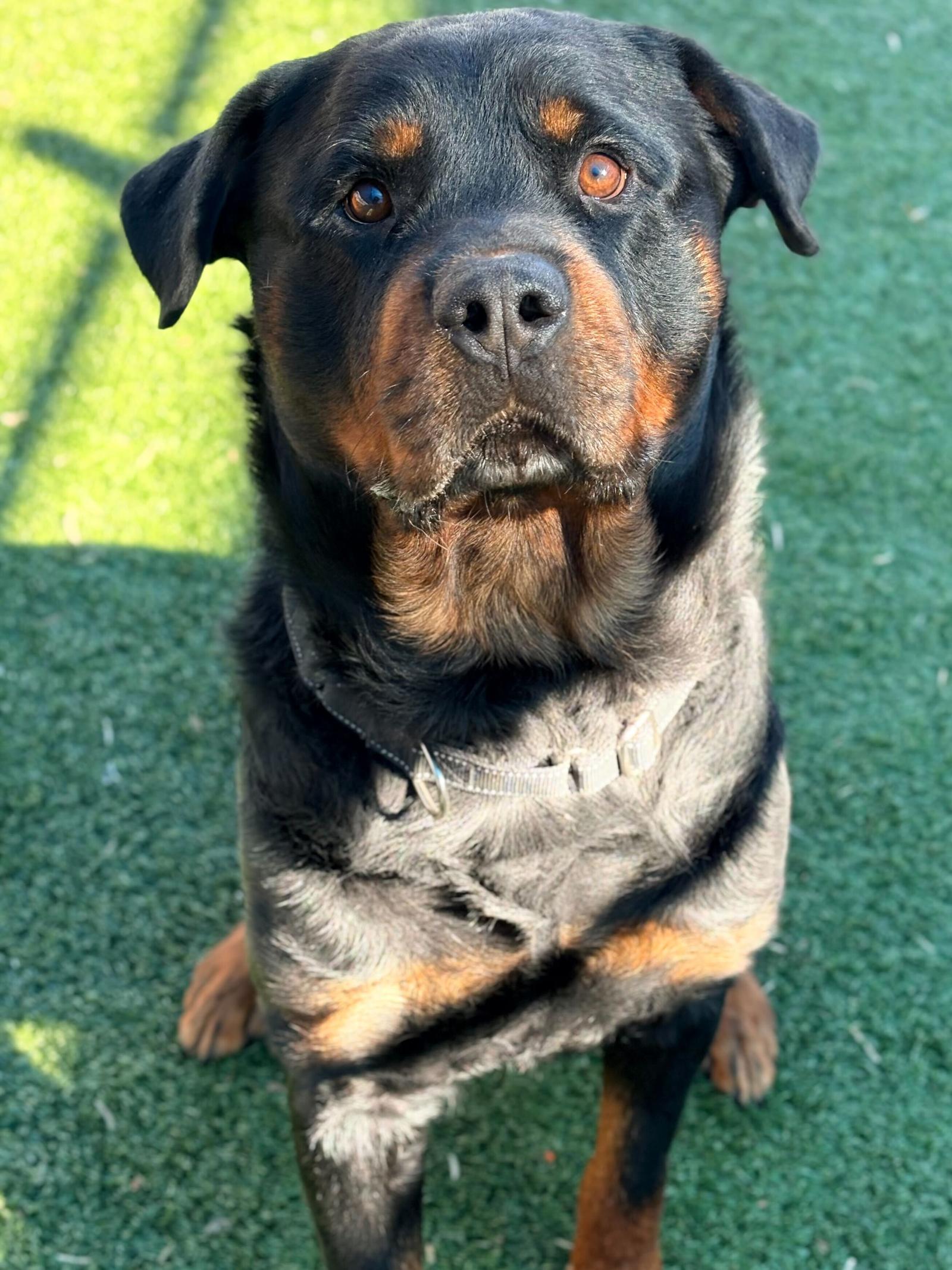 Dexter, Adoptable, Adult Male Rottweiler.