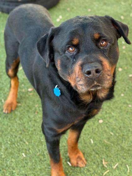 Enlarge Dexter, a Adoptable Rottweiler in Hillsboro, NH image 2/3