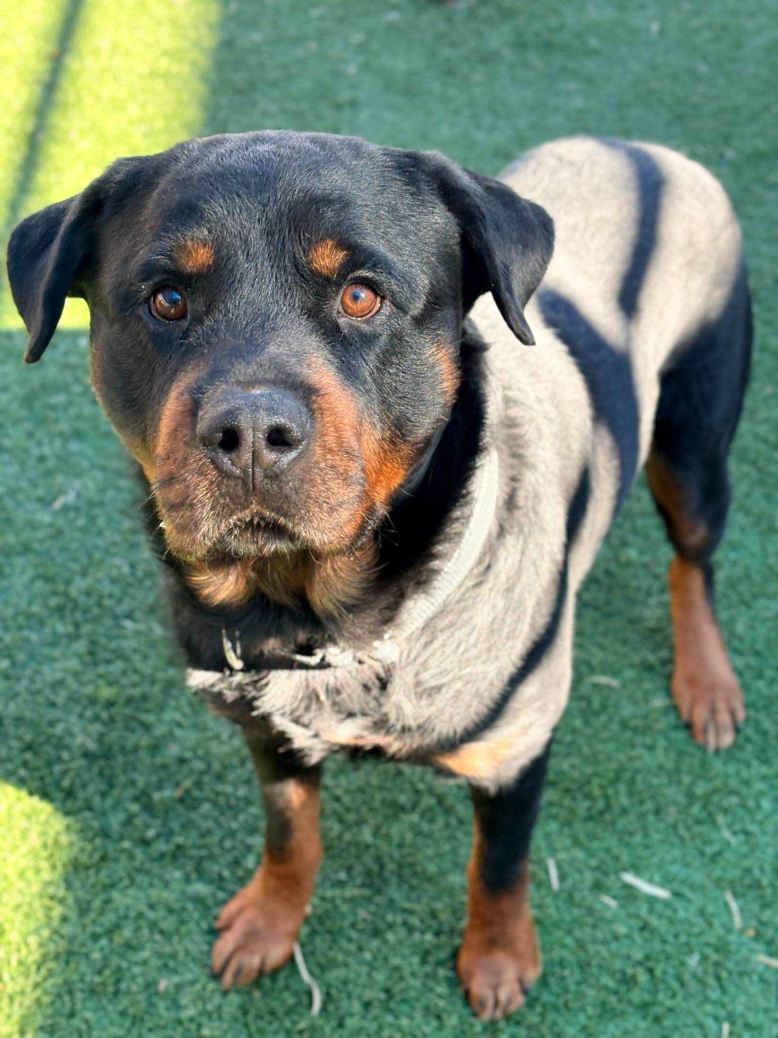 Enlarge Dexter, a Adoptable Rottweiler in Hillsboro, NH image 3/3