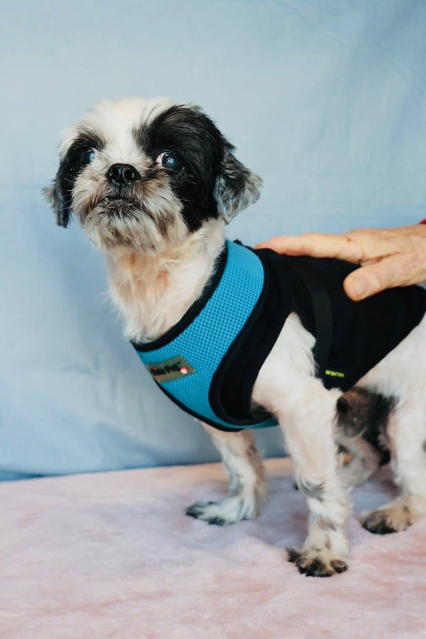 Enlarge Piccolo, an adoptable Shih Tzu in Glendale, NY image 2/3