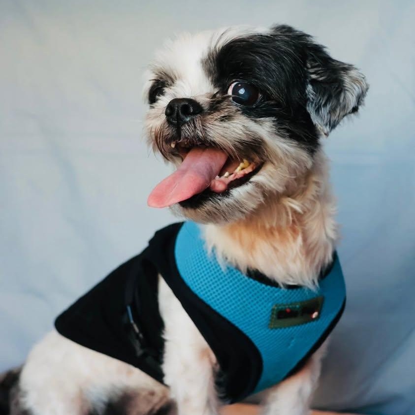 Enlarge Piccolo, an adoptable Shih Tzu in Glendale, NY image 1/3