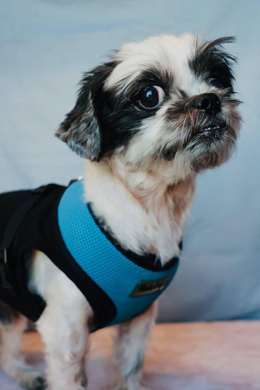 Enlarge Piccolo, an adoptable Shih Tzu in Glendale, NY image 3/3