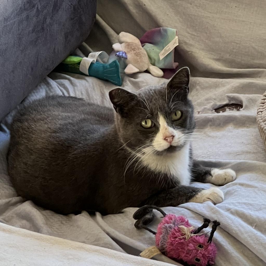 Socks, Adoptable, Adult Male Domestic Short Hair.